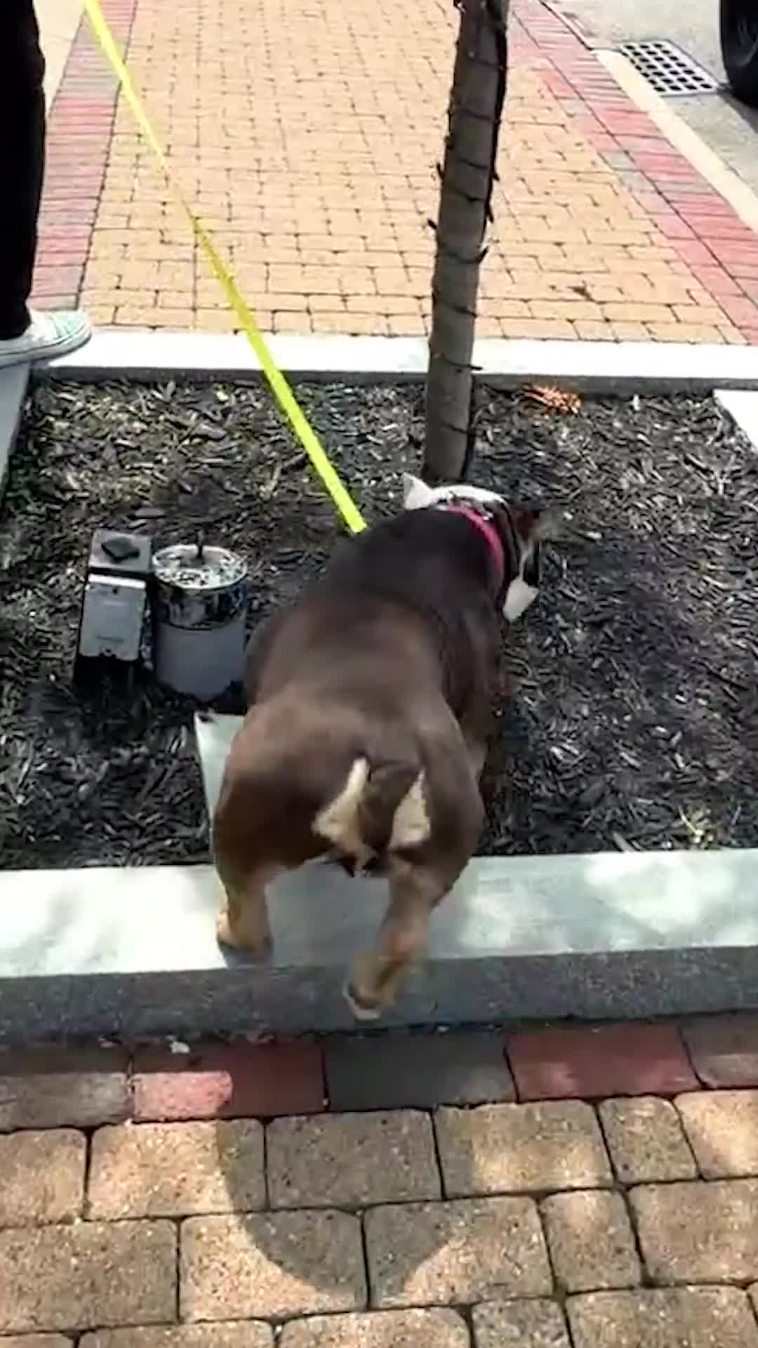 @Miracle K9 Training