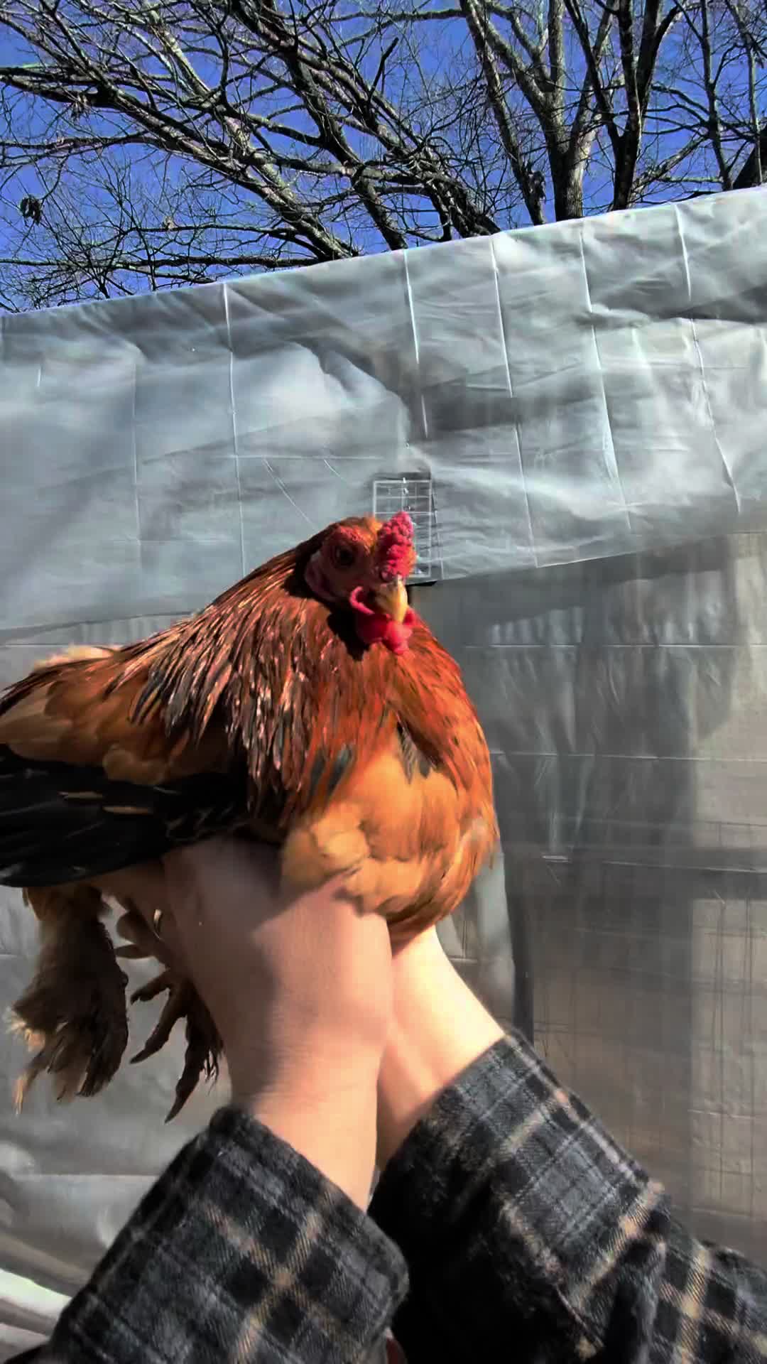 @directornoodles