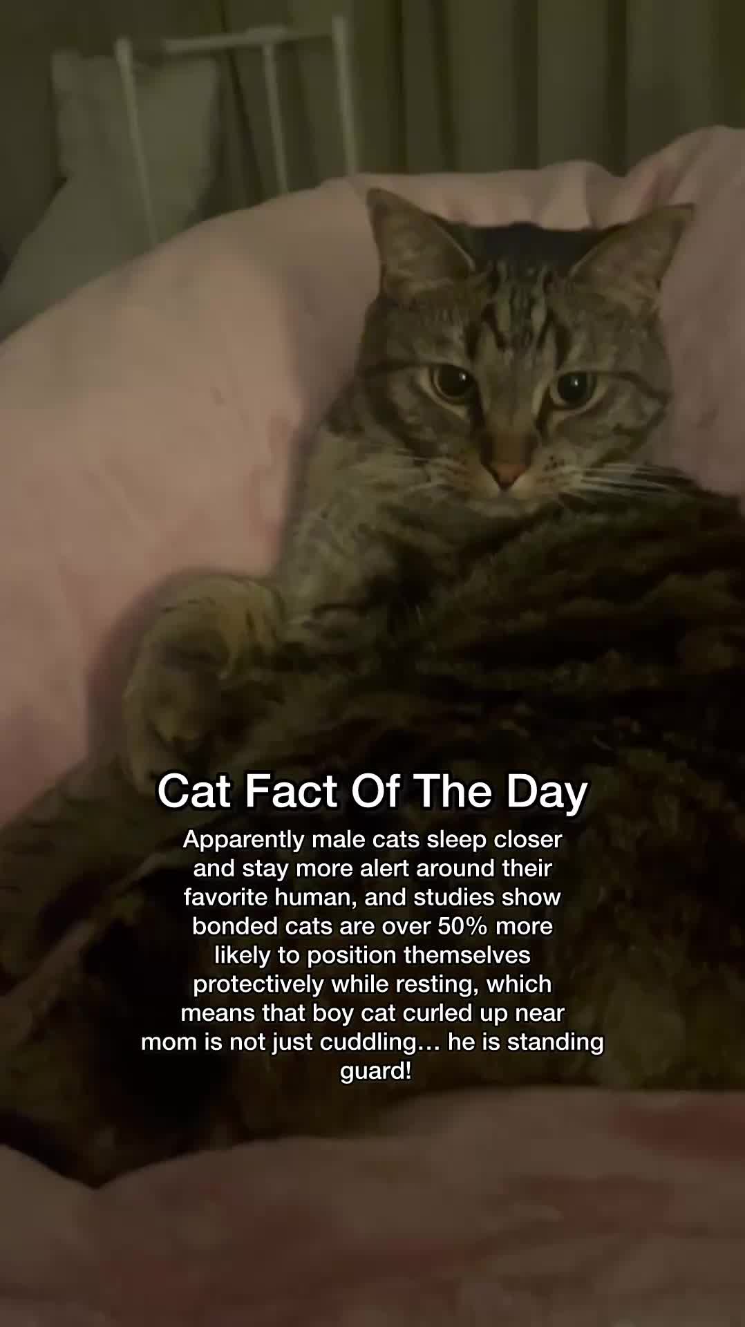 @Chip The Manx