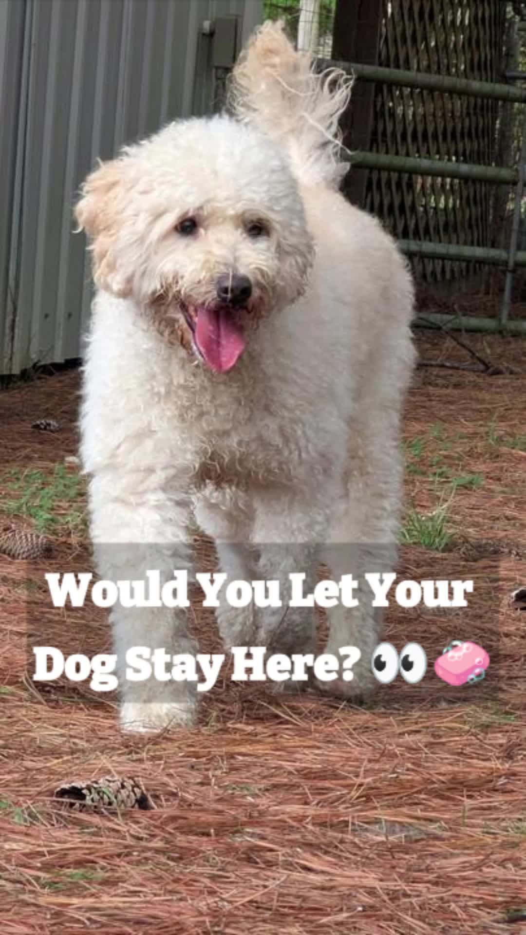 @Barks & Wildlife Longville LA