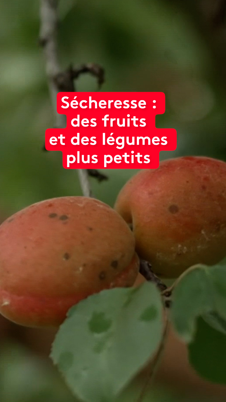 @le20hfrancetelevisions