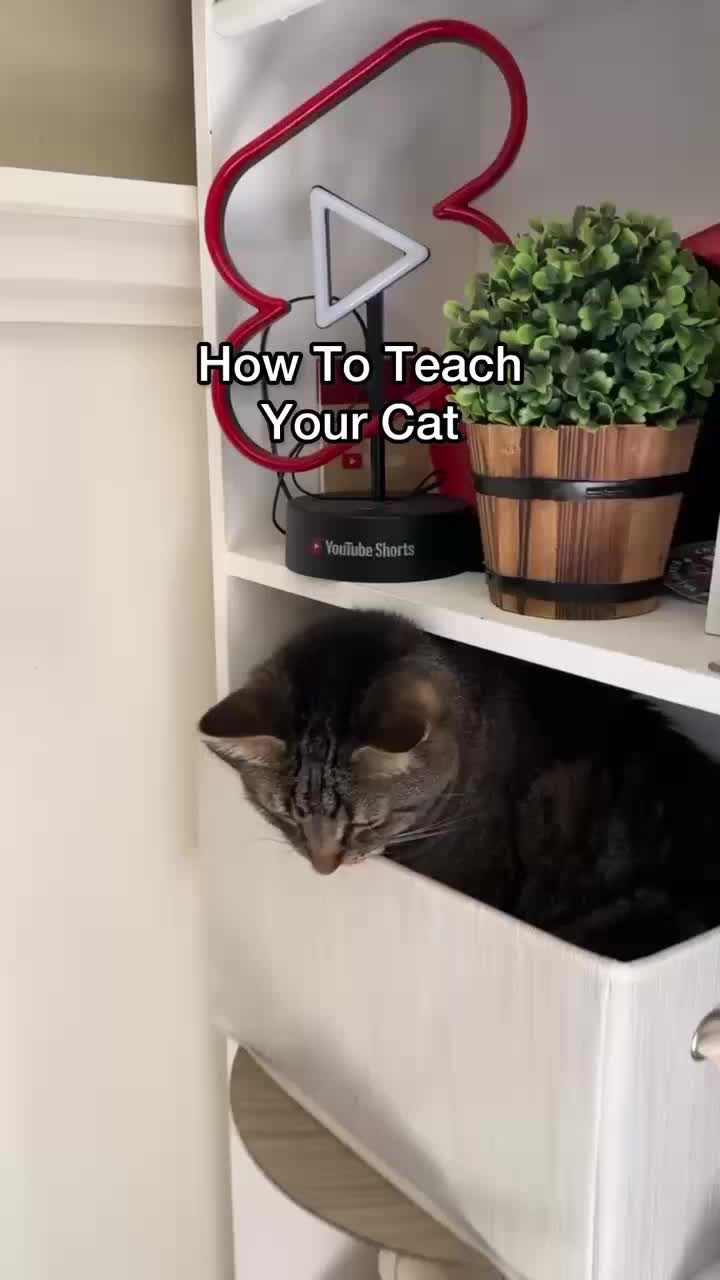@Chip The Manx