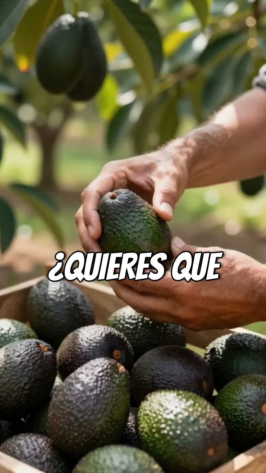 @tour del aguacate
