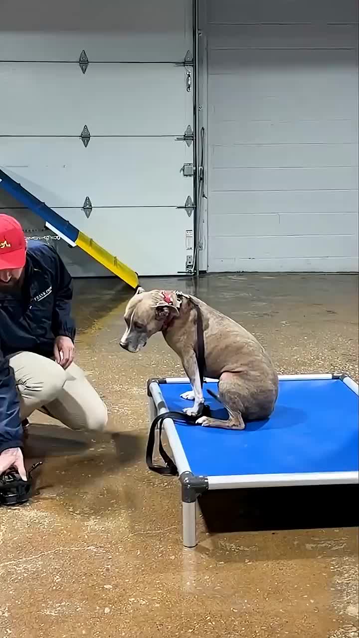 @Miracle K9 Training