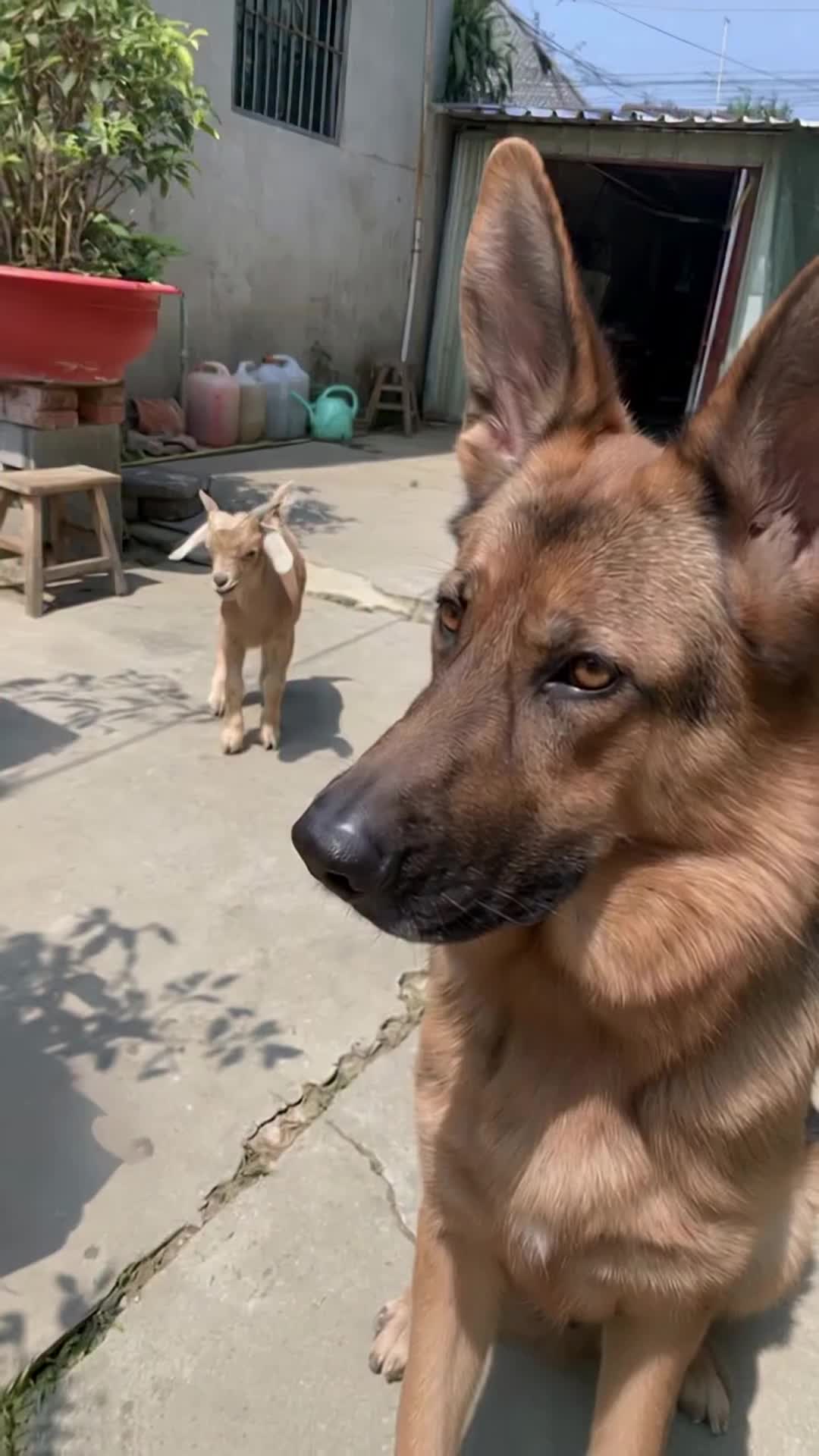 @middlepets