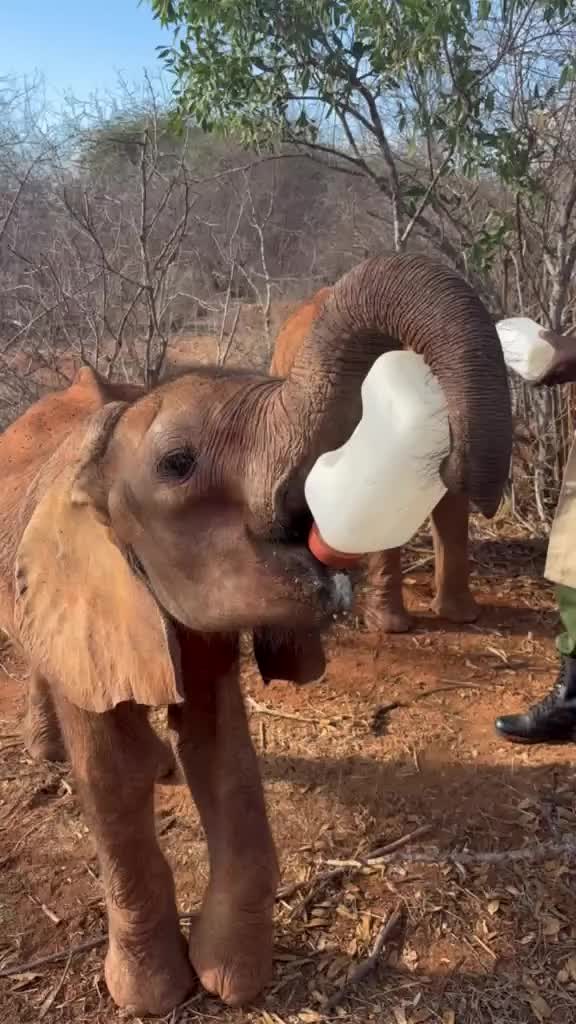 @SheldrickTrust
