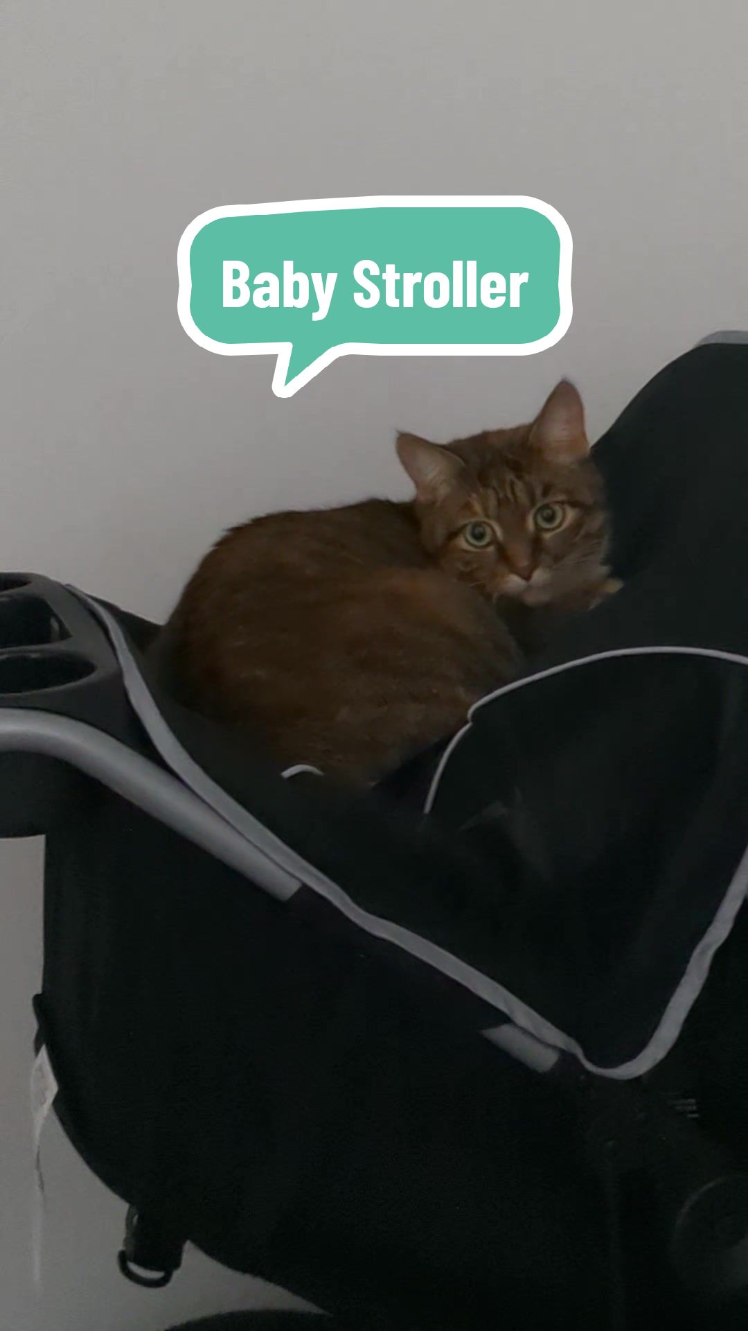 @Miss Mia the Tabby Cat