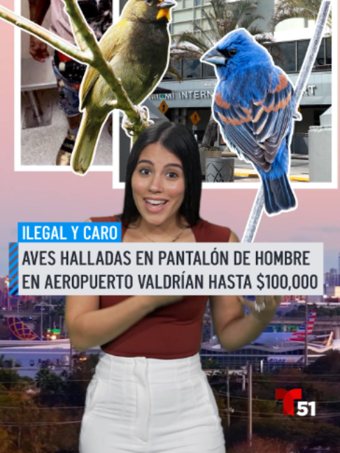 @Telemundo51Miami