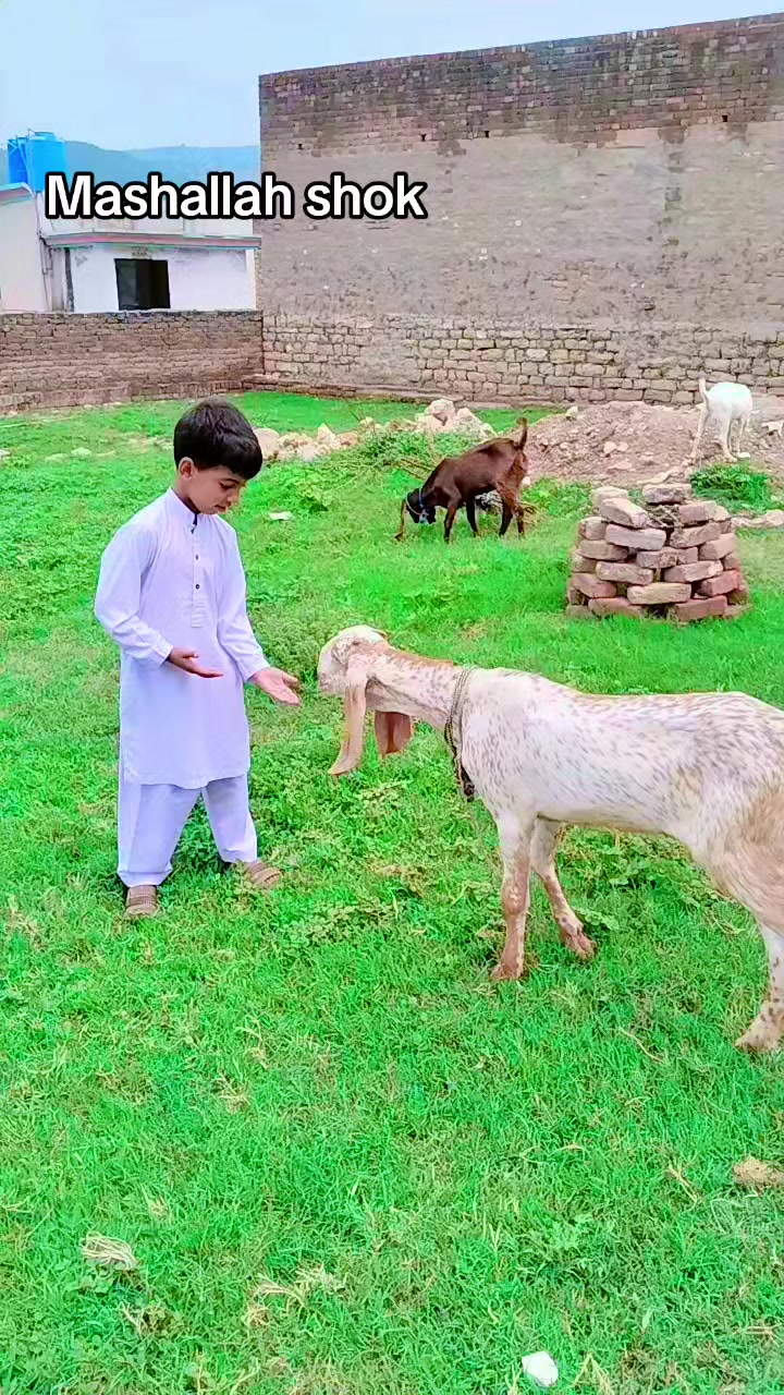 @M Mubashir Khan