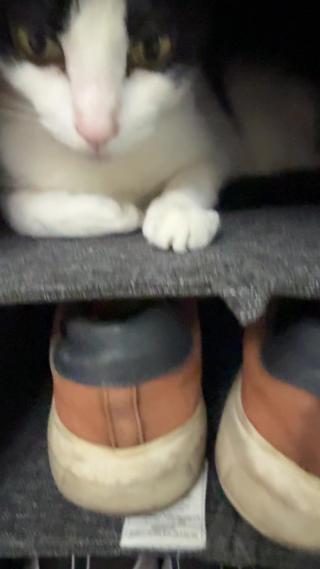 @Gato sushi 