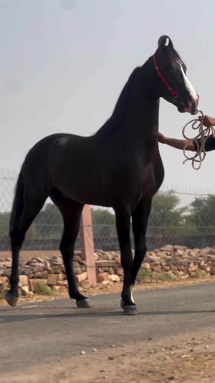 @شوق۔ پنجاب دا🐴🐴