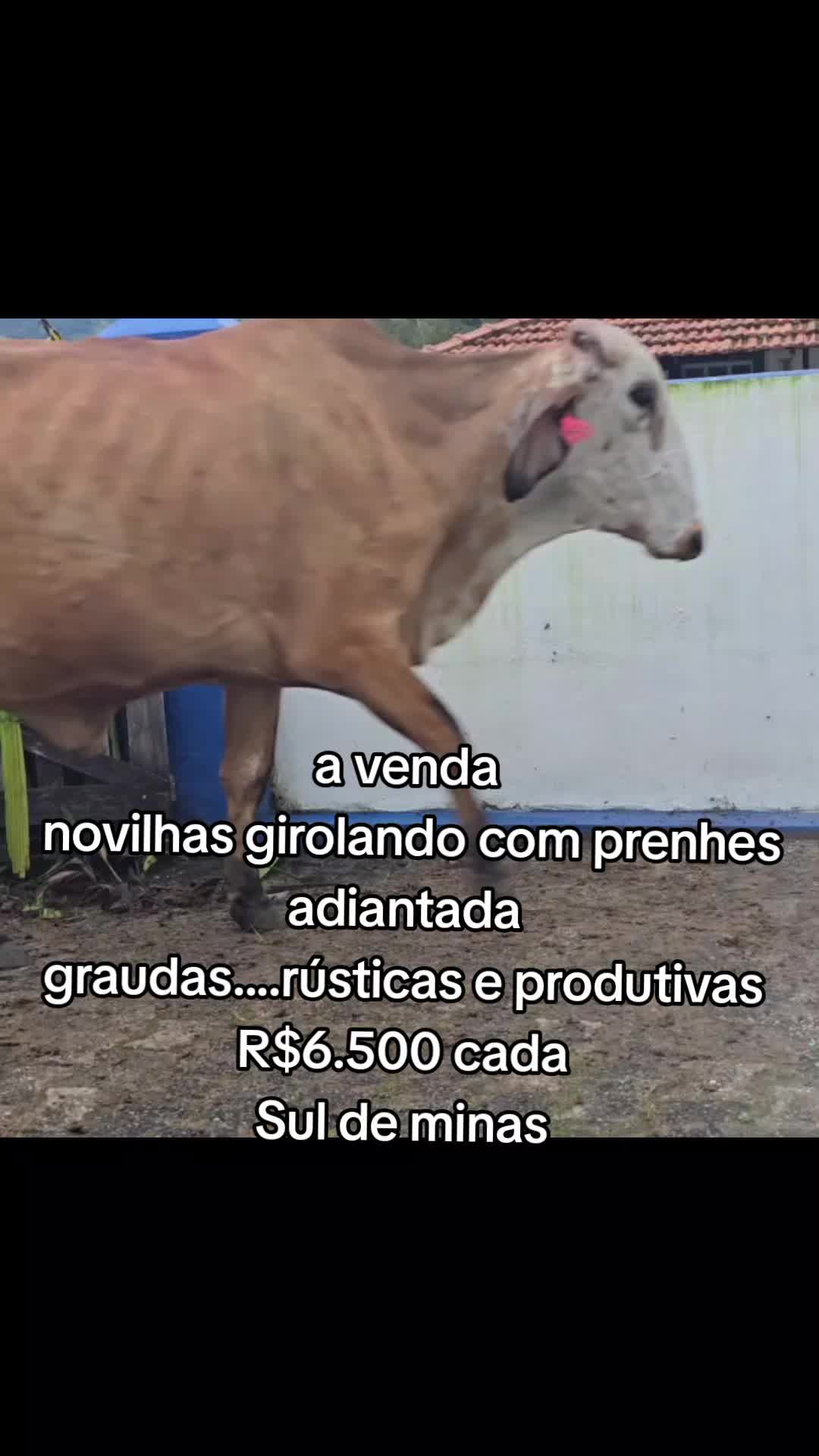 @marketing_do_gado