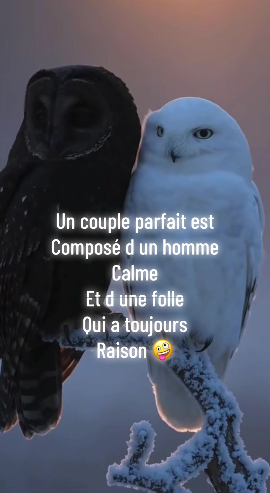 @hibou débrouillard
