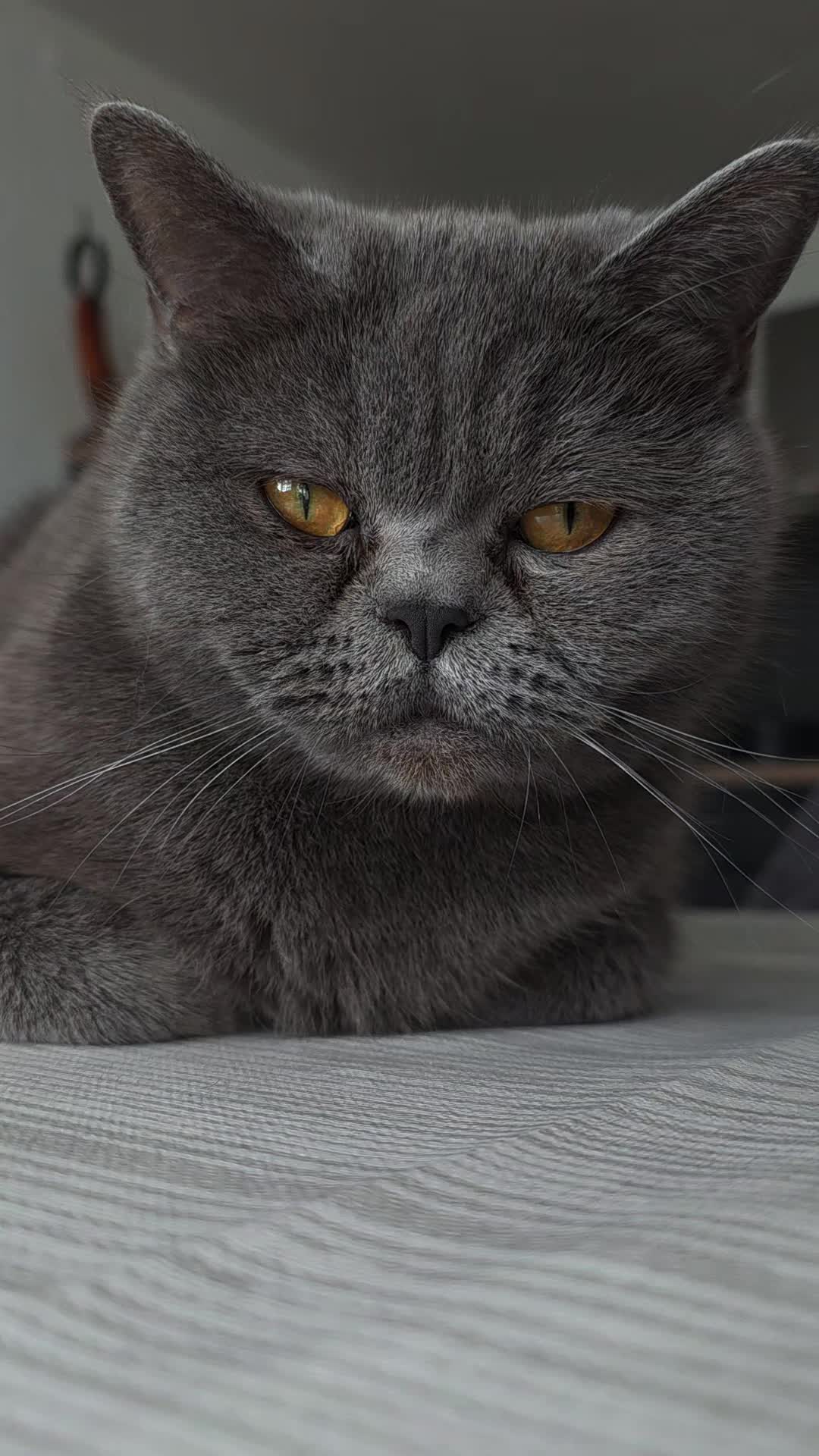 @Rodriguez & Cats ๐๐พ