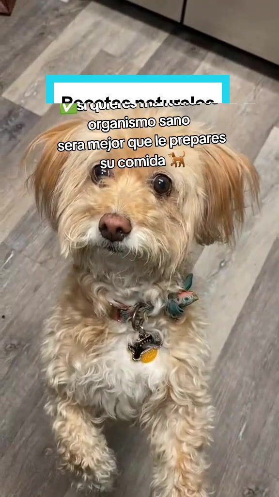 @delimascotas