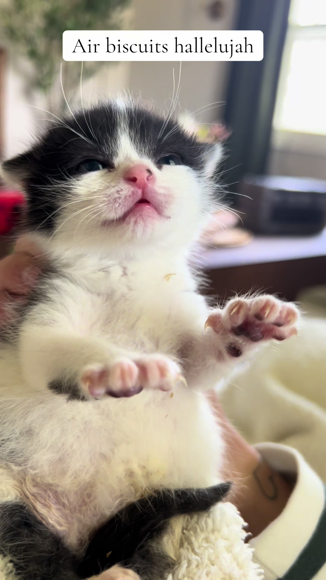 @Kitten.mama
