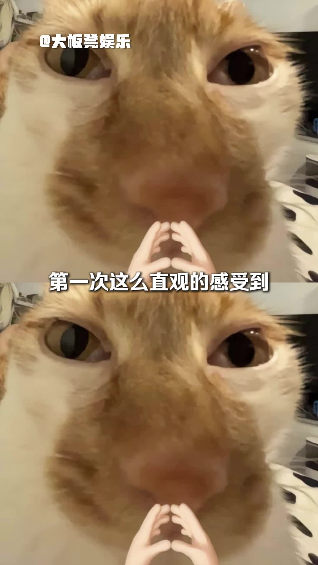 @大板凳娛樂