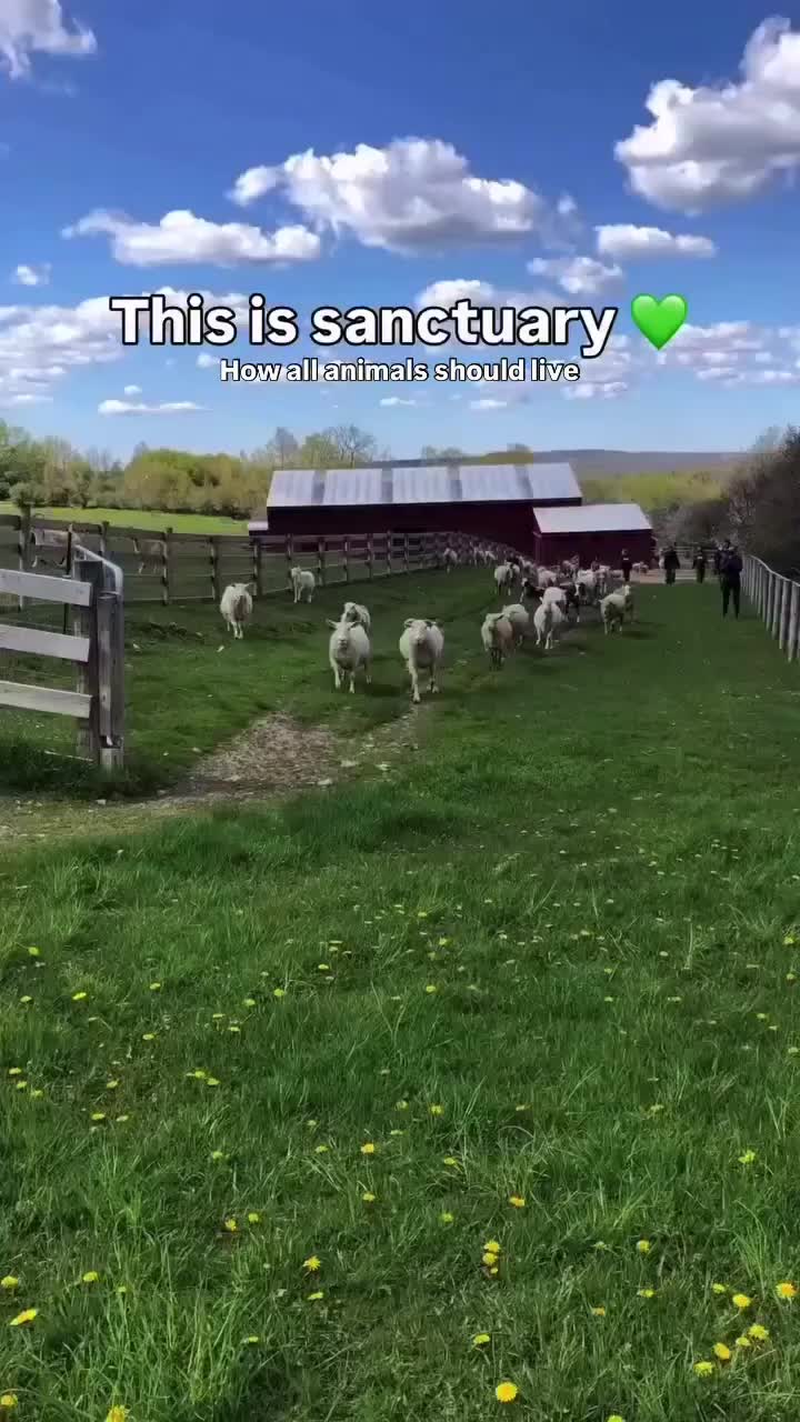 @Animal Save Movement