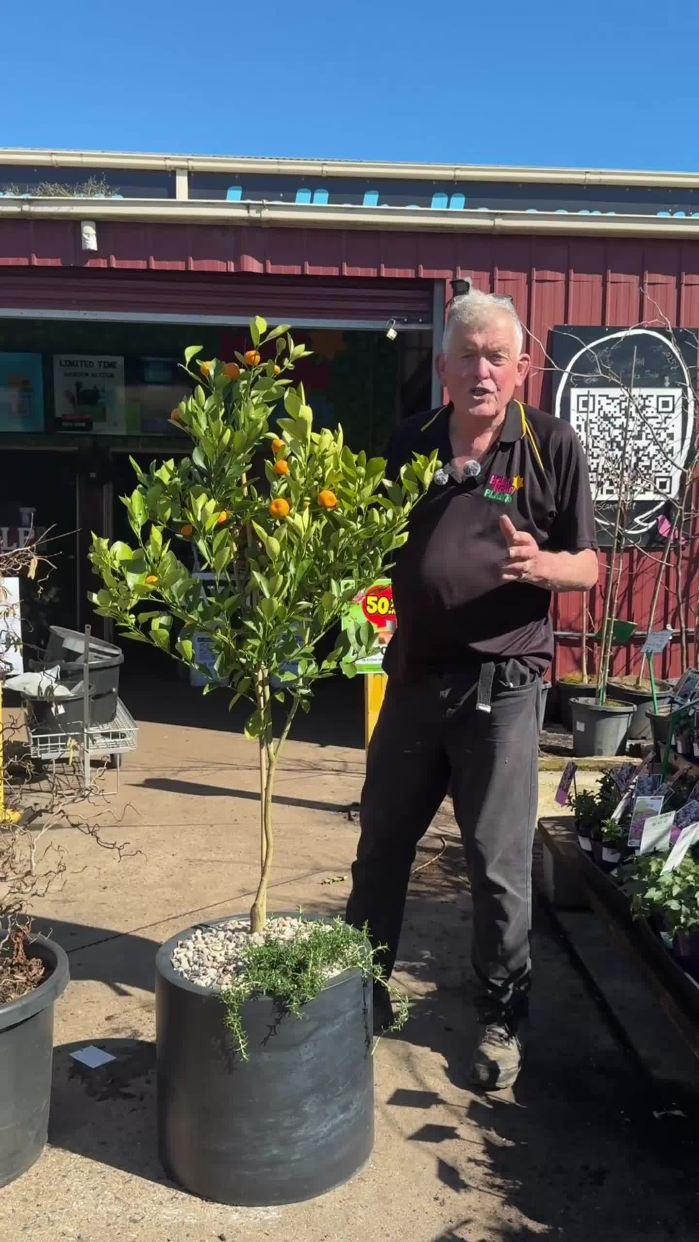 @Hello Hello Plants Nursery