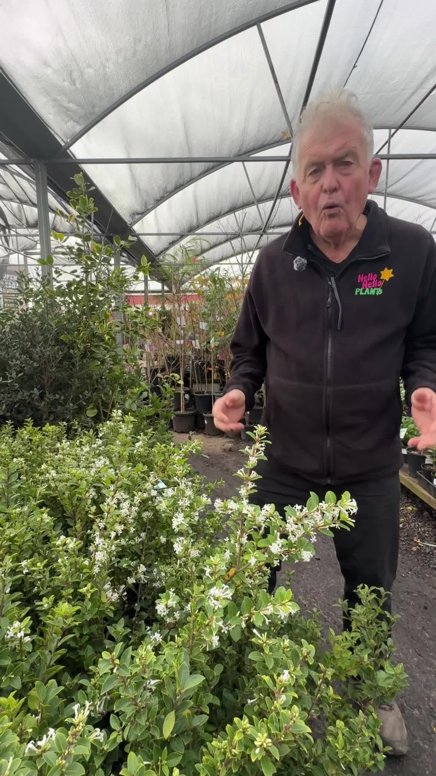 @Hello Hello Plants Nursery