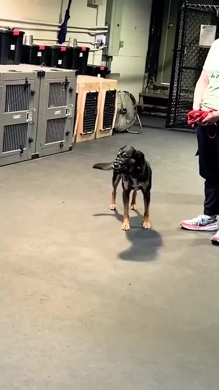 @Miracle K9 Training