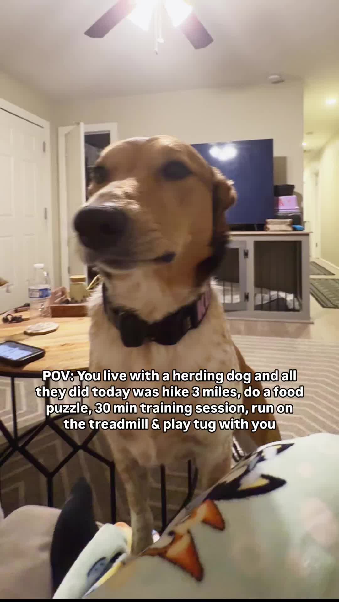 @Marissa | K9 Fitness Coach 🐾