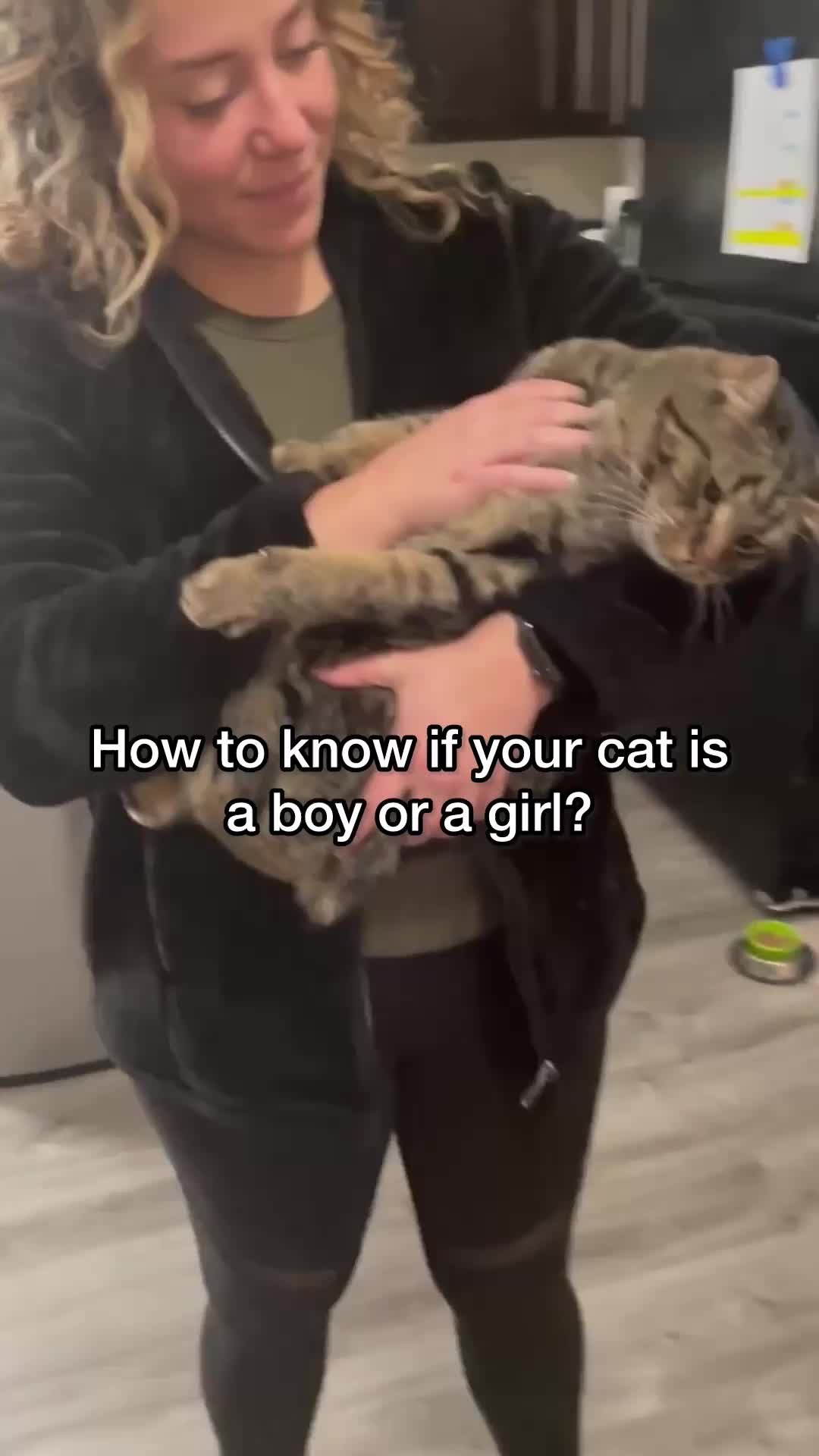 @Chip The Manx