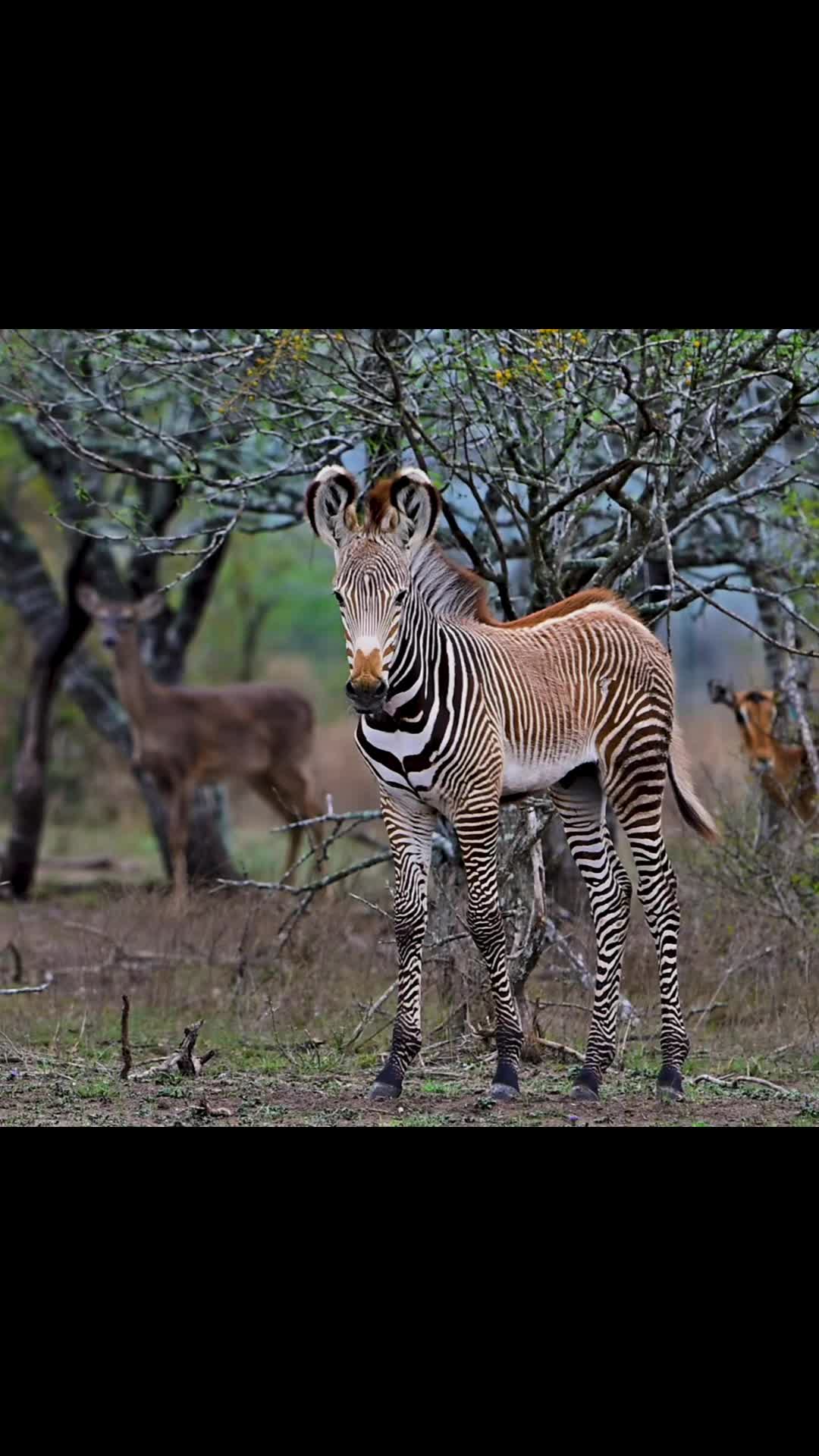@WildLife Partners