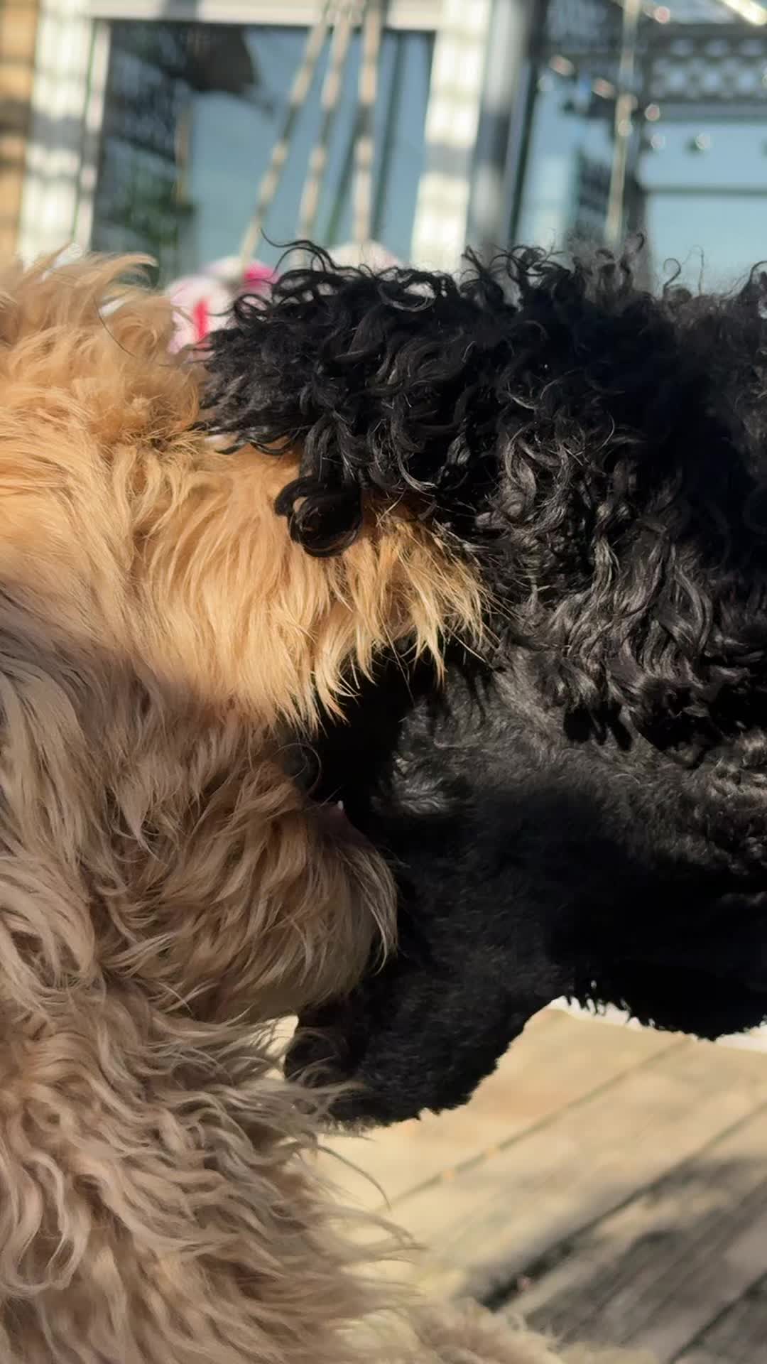 @kobi.lily.love