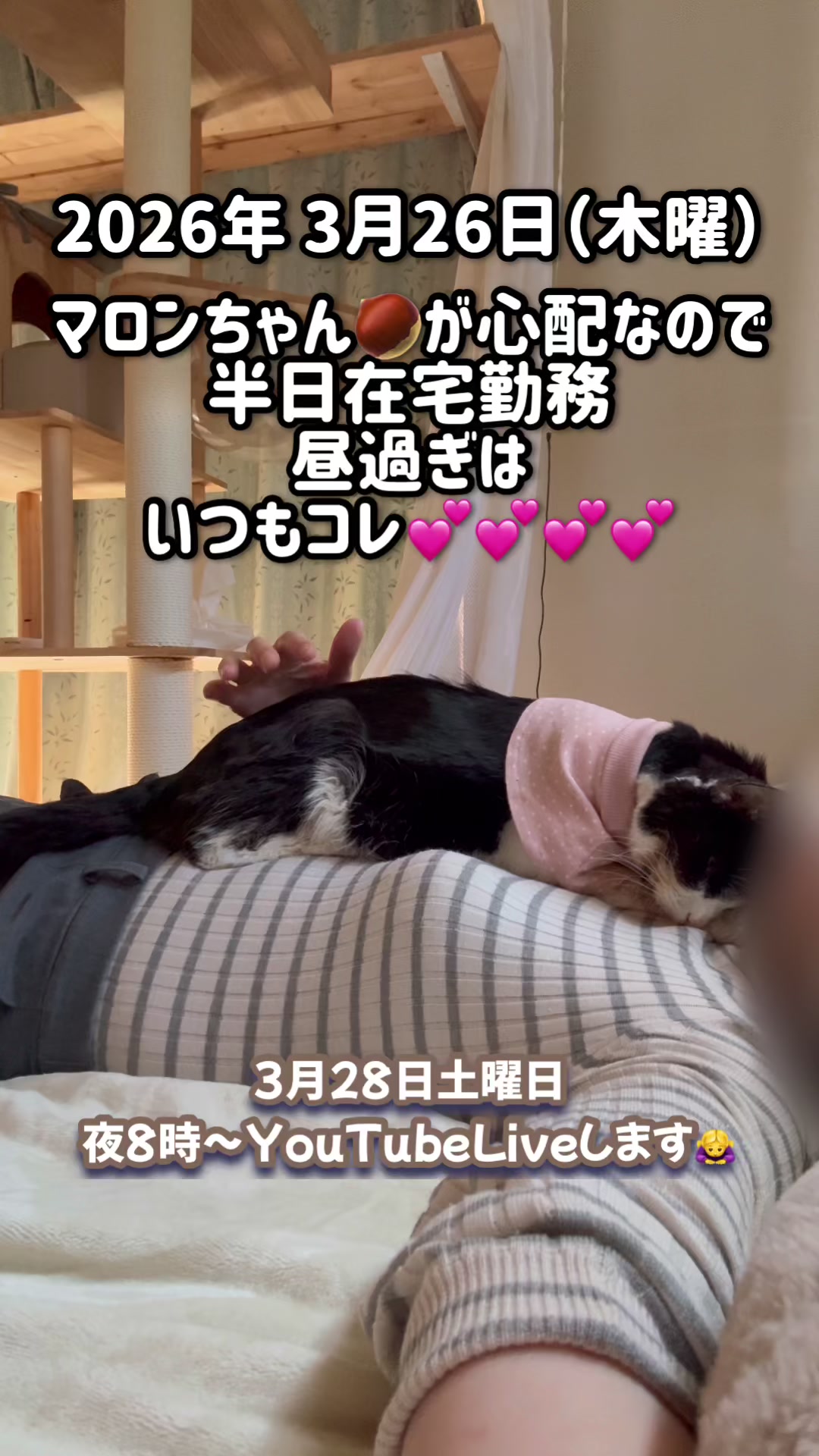 @ねこぷにもふ｜ホワイトシェパードのハクちゃん