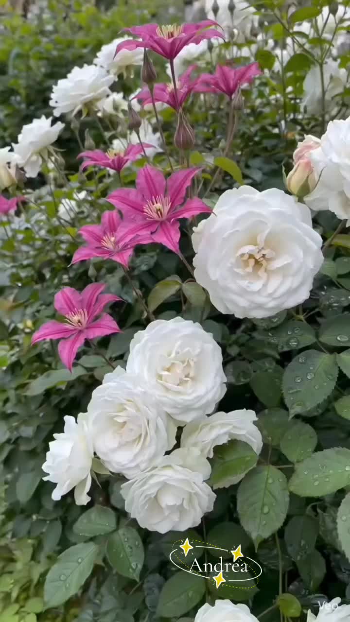 @andreacorsi298
