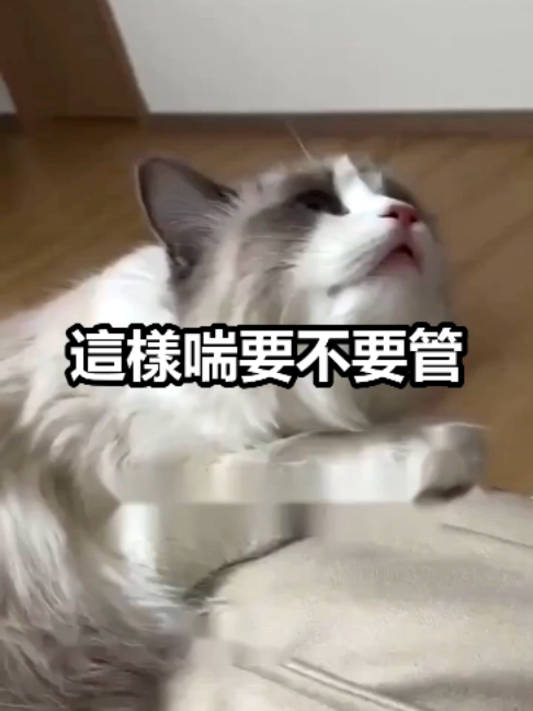 @catology