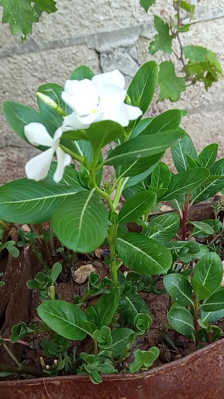 @قـلـبـوꪆ لــ𝓝𝓮𝓫𝓲𝓵🦋.