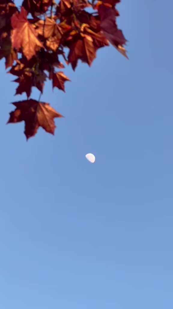 @💠گـل همیشه بـهار💠