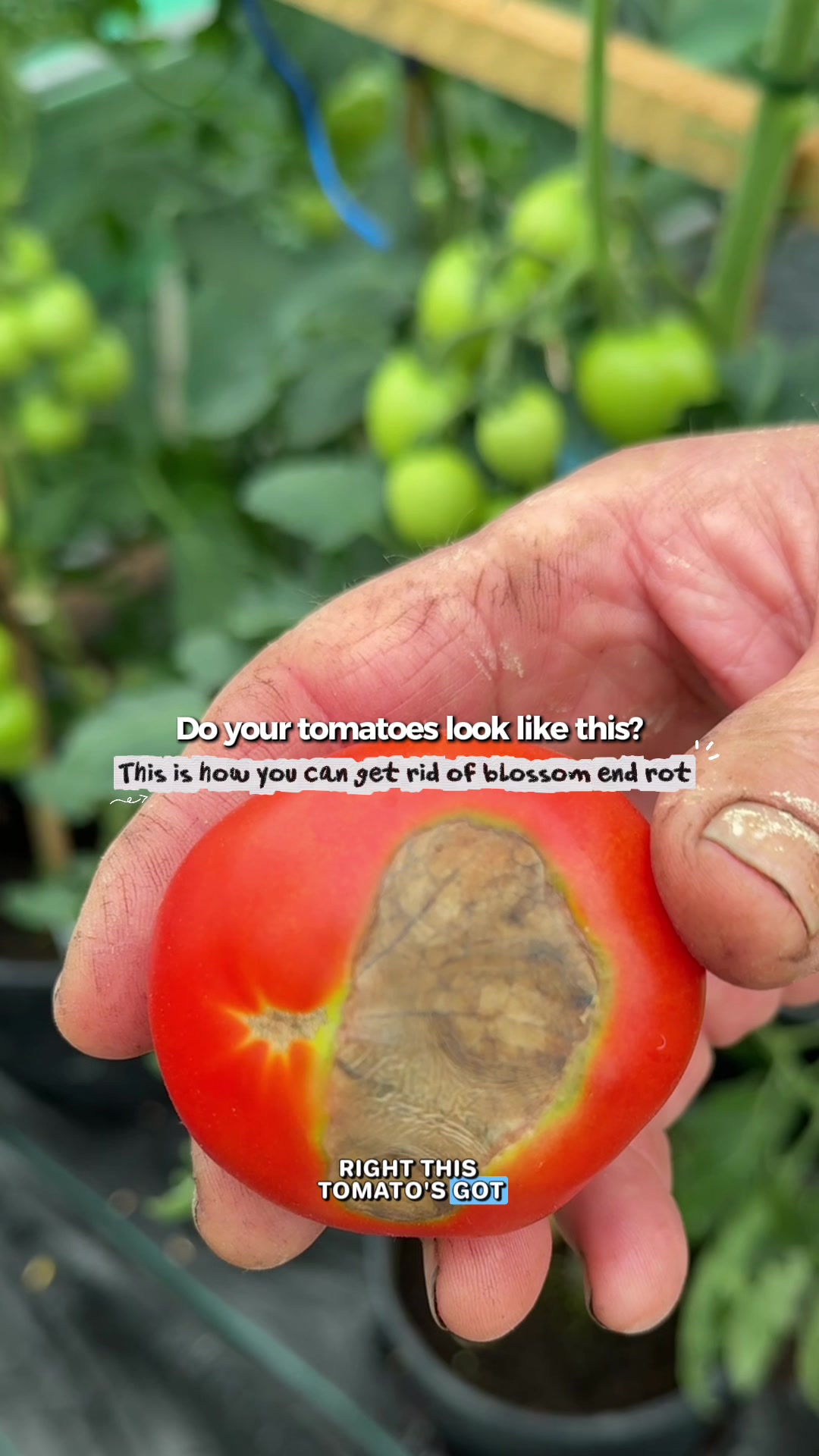 @AllotmentOnline