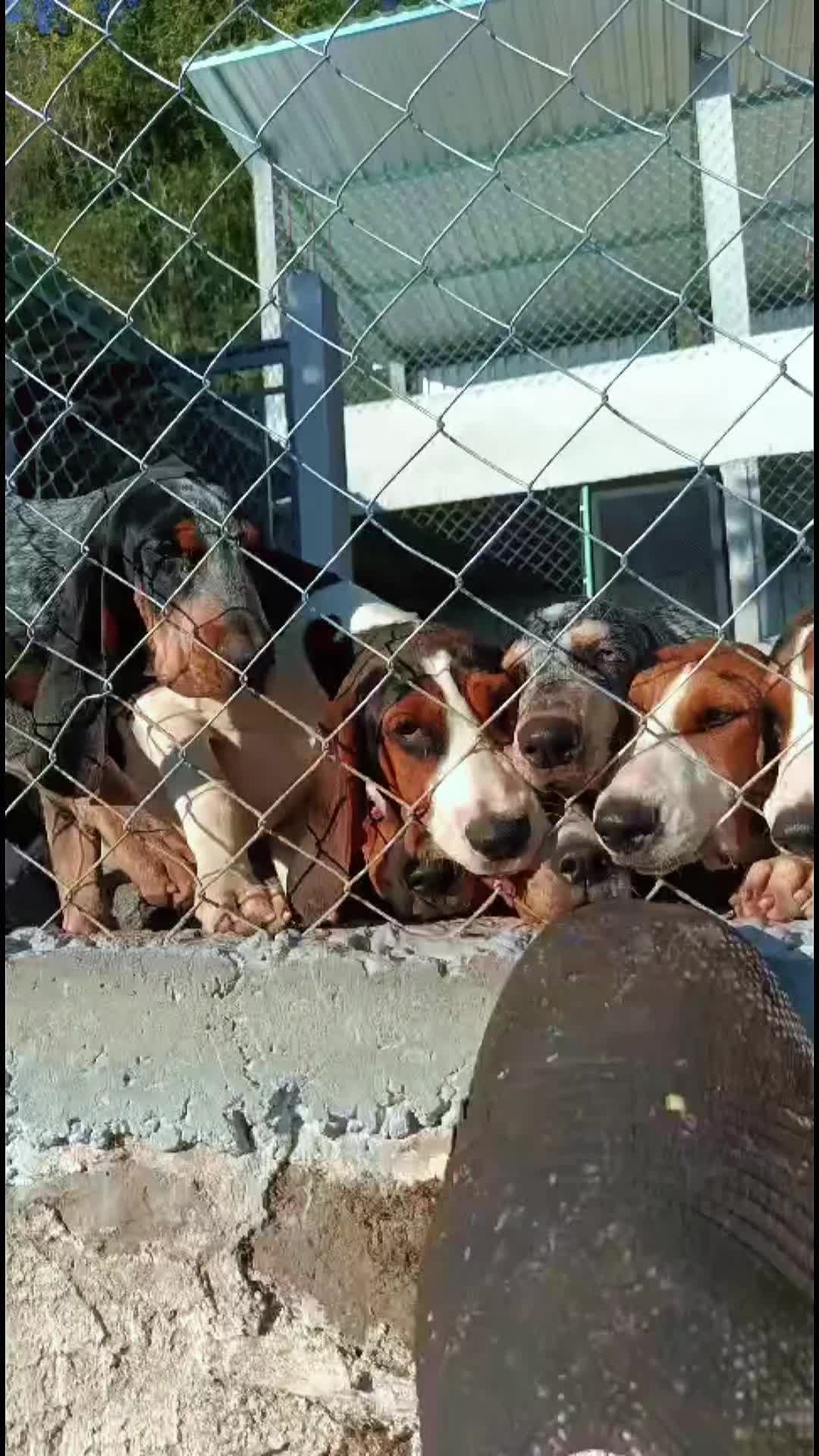 @zardos kennel veracruz