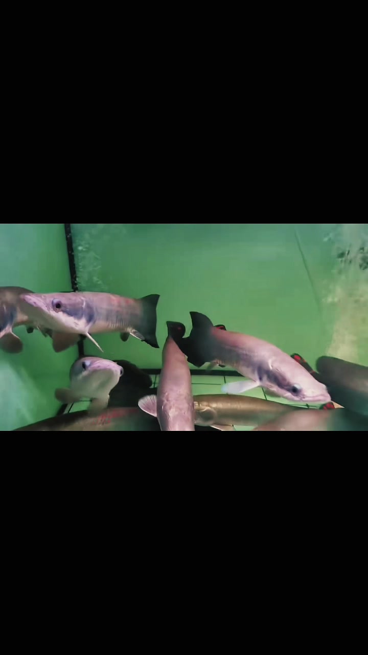 @網上看魚