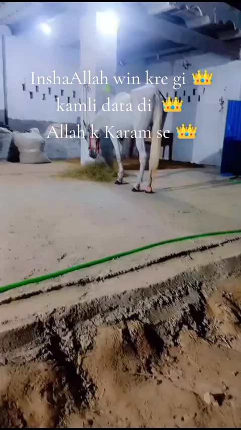 @Lara Gujjar