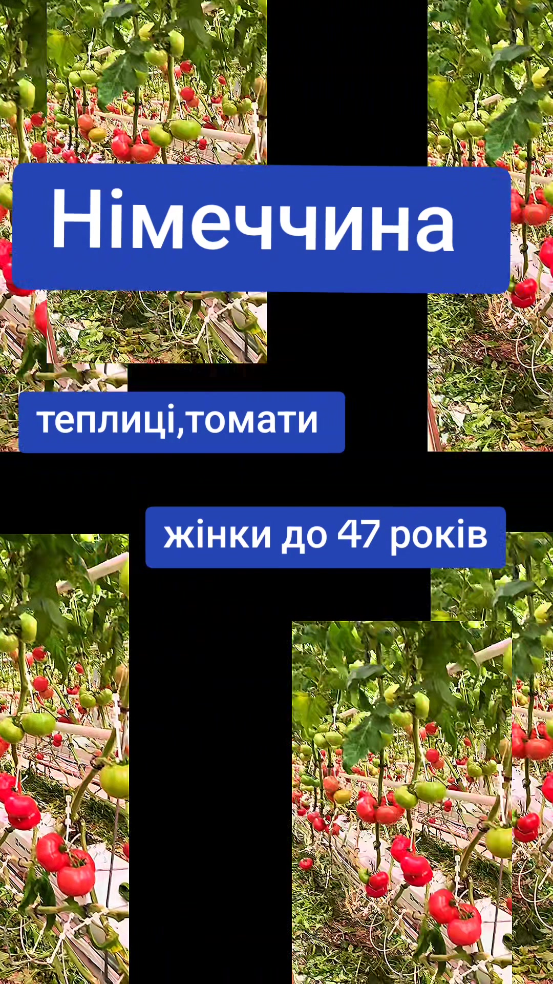 @Бельгія та Нідерланди