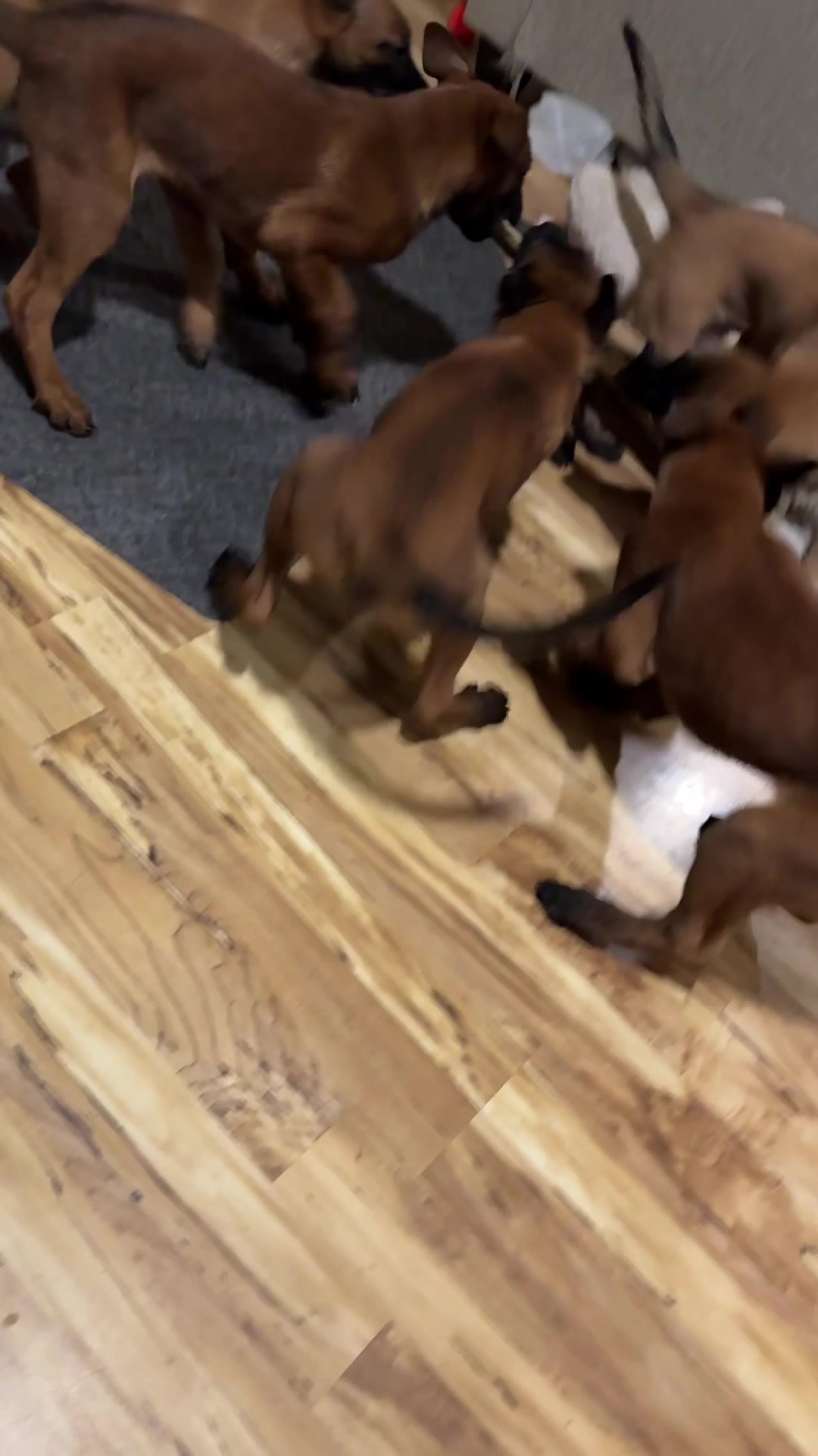 @Aim Canine