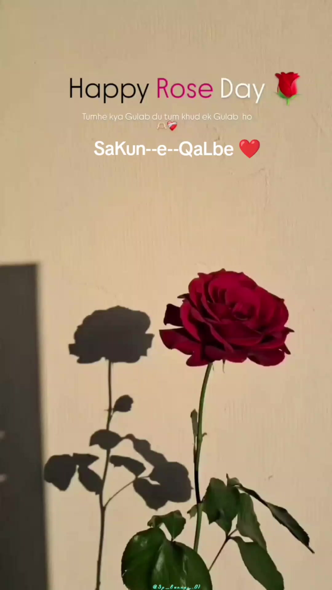@👑🌎❤️SaKun--e--QaLbe❤️💍🫂