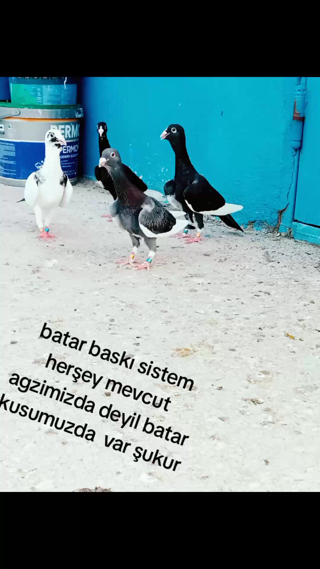 @Burak Günsüz