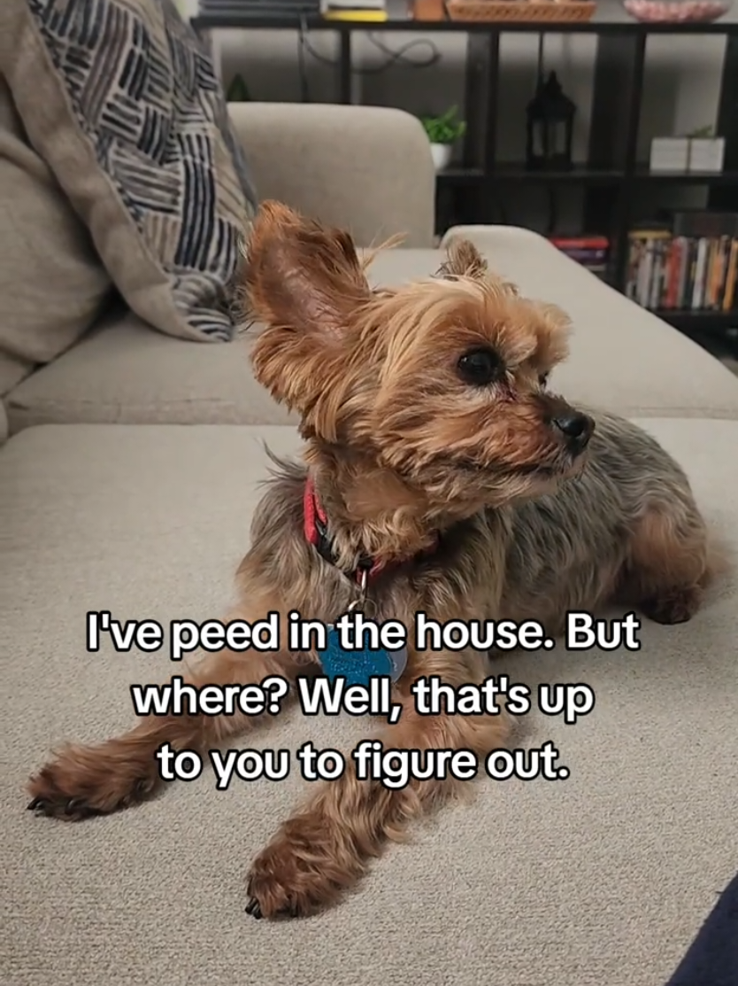 @Chase the Yorkie