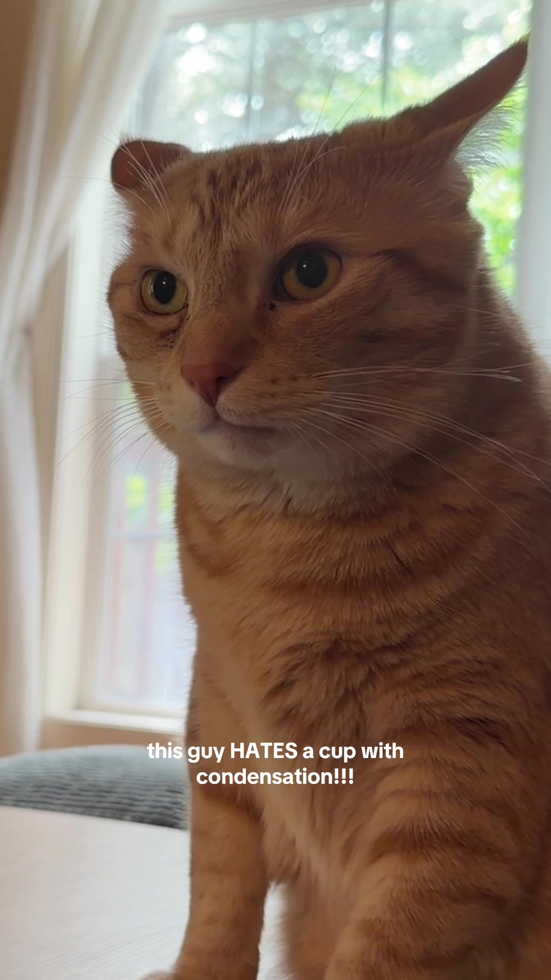 @bink the big orange cat