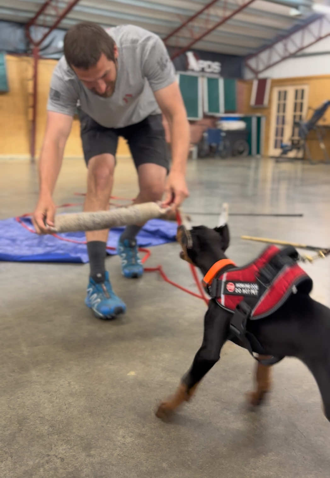 @Protection Dog Sales
