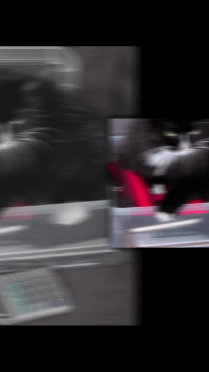 @AtticaTheTuxedoCat
