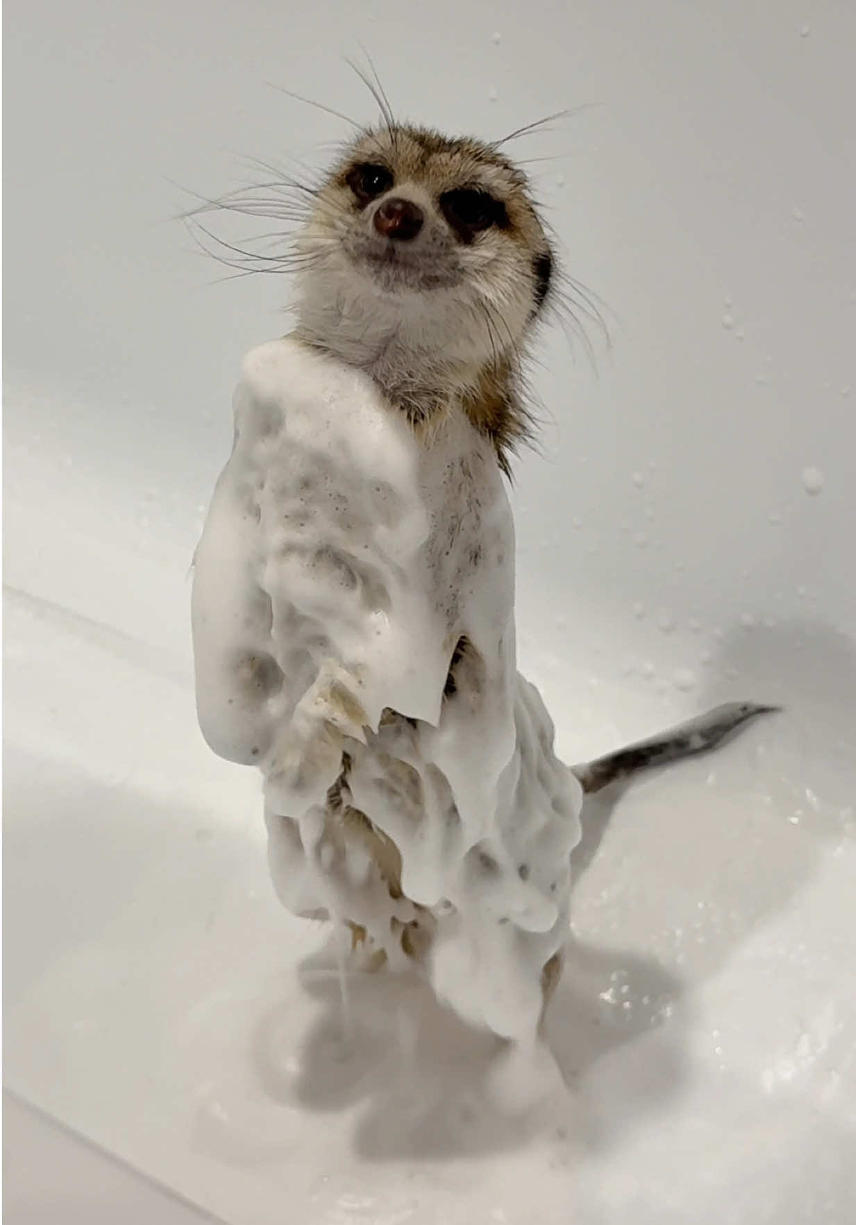 @TIMON THE MEERKAT