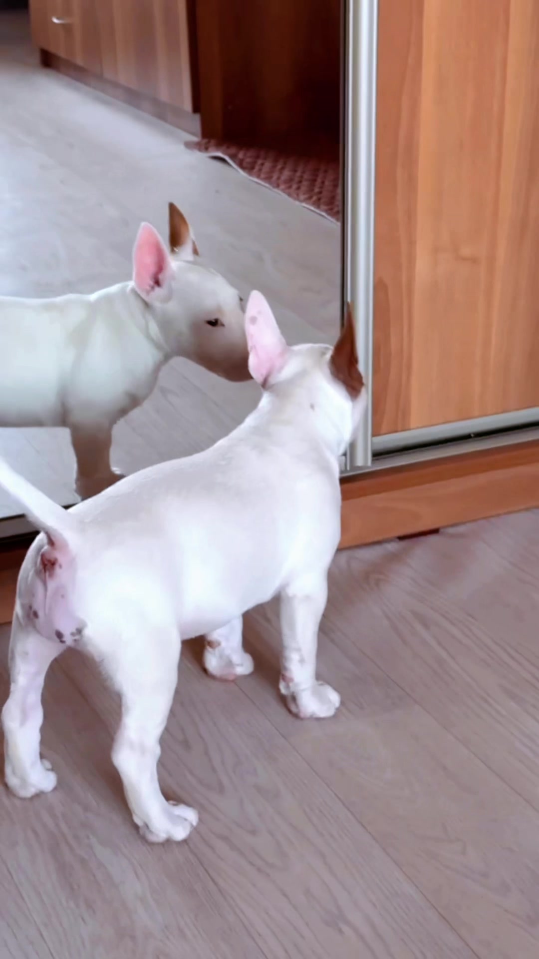 @Terra_Viva_minibullterrier