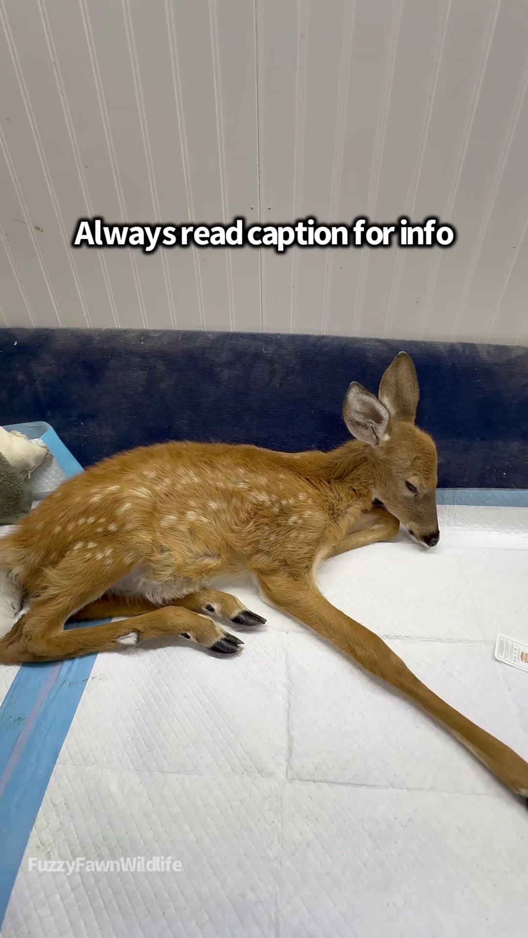 @Fuzzy Fawn Wildlife