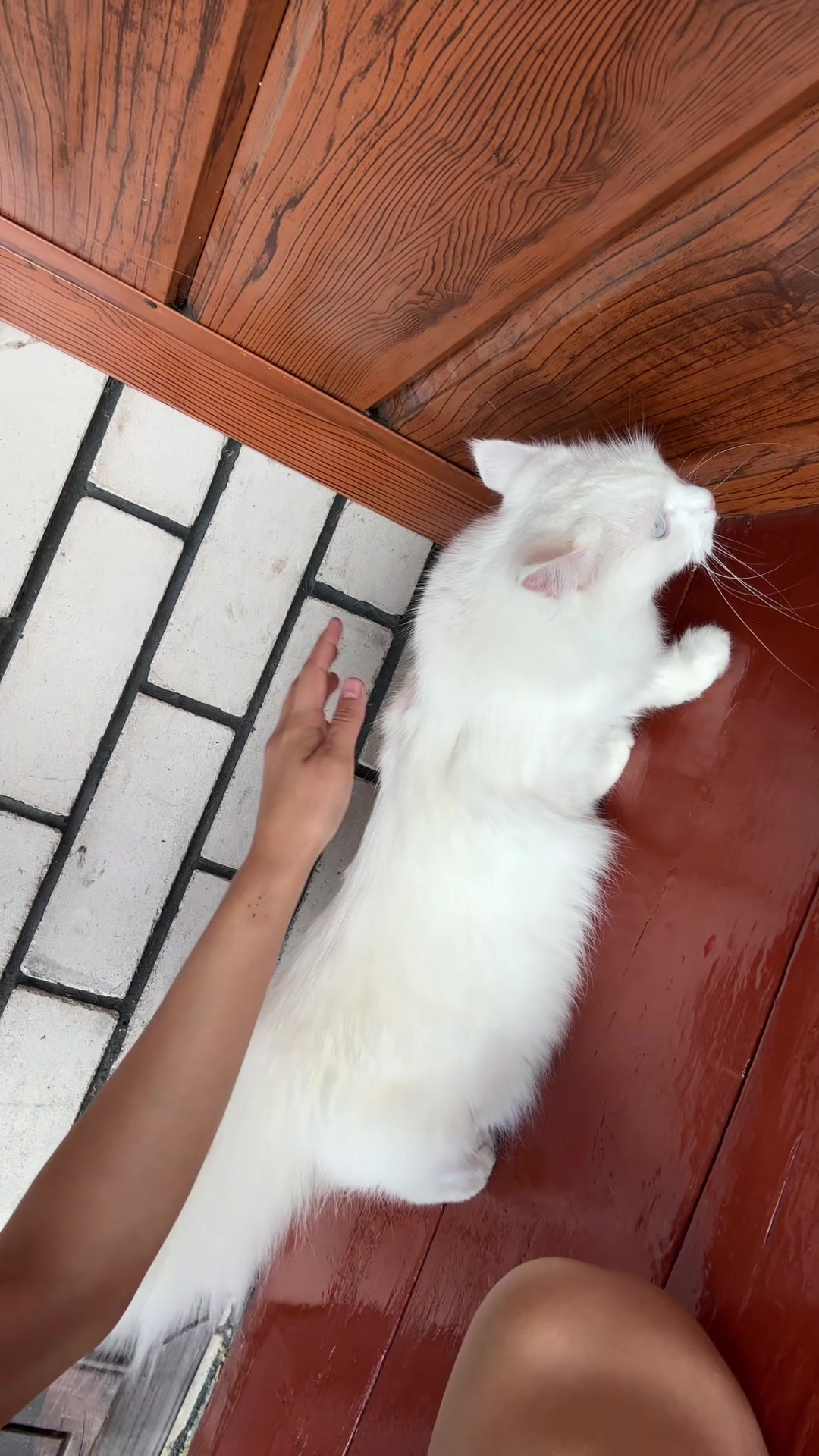 @💗🐰Ласка🐰💗